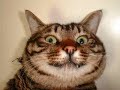 Funny Gifs and Pictures