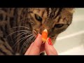Dizzee The Cat Eating Candy Corn