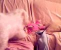 Snowy & Dinoo