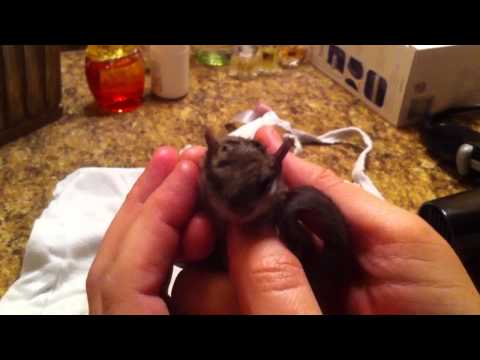 how to take care of a baby flying squirrel