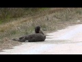 RIver Otter 2012