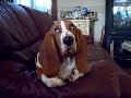 Pictures of Basset puppy Blair.Lovely Blair.