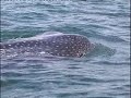 Mafia Island Tanzania - Whale Sharks