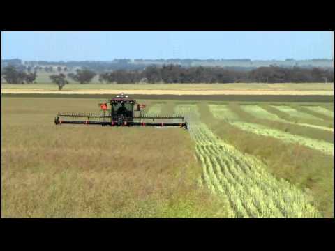 swathing - Swathing our 2011 canola, contractors Roberts Windrowing Charlton.