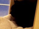 \"PRINCESS\" Owner Passed Away- for adoption at Noah\ \"PRINCESS\" Owner Passed Away- for adoption at Noah\