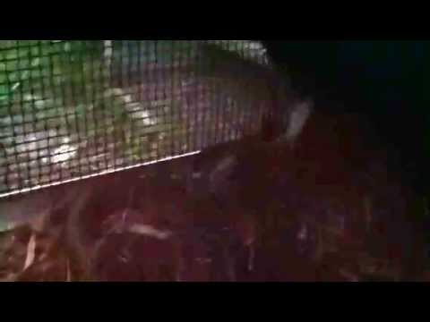YouTube reptile video