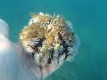 Erizo de mar / Sea urchin