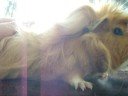 Cavia ontdekt voer / Guinea pig discovers food