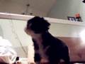 Chinese crested powderpuff puppy