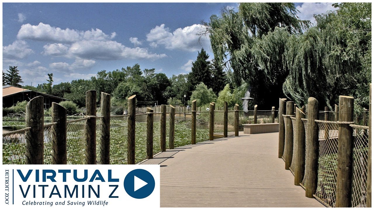 5 Ways to Virtually Explore the Detroit Zoo