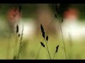 Emilian Onciu - Maicuta