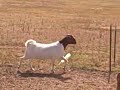 7198