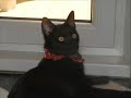 Click here to watch this video Trixi.wmv