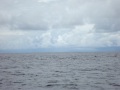 Long-Snouted Spinner Dolphins