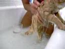Lea gets a bath!