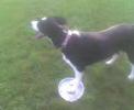 frisbee dog sugi attention dissorder