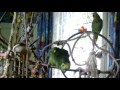 Dancing Parrot Venezuela Amazone U. Blaustirnamazone Tanzen Singen Pfeifen