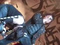 House of Wolves My Chemical Romance 8/11 Tampa Ferardness =D