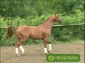 Horse Music Video- Fuel Horse Music Video- Fuel