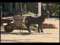 Burro's Tortillas