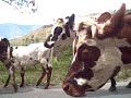 Cows on the road