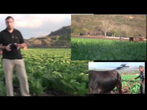 estelioxenplowing