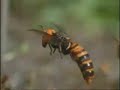 Japanese Hornets