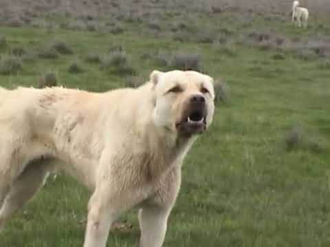 kangal
