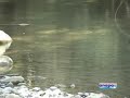 Pescando carpas a mosca Pescando carpas a mosca