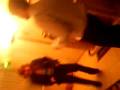 videos de Imagen 120.avi