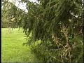 82 atc 250r grass drifting   3 wheeler