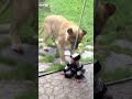 Lion tries to eat baby PART 1. - YouTube