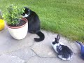 hase 3