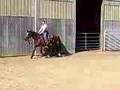 green horse first canter under saddle