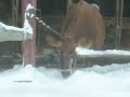 New fallen snow is a special treat for cows in Vermont New fallen snow is a special treat for cows in Vermont