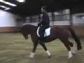 Beautiful 16.1hh Oldenburg mare sired by Rhodes Scholar (Rubinstein) x (Duntroon) for sale outstanding young prospect