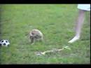 Mojoe the PIT BULL pup II