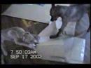 Mojoe the PIT BULL pup II