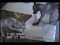 Mojoe the PIT BULL pup II