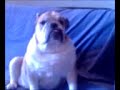 diezel  dog fat dog