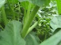 Fruit and Vegetable Garden in Austin, TX - #1 Fruit and Vegetable Garden in Austin, TX - #1