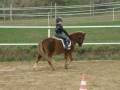 videos de Isländer, Tinker, Welsh bei der Reitstunde.wmv