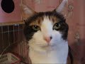 猫のおやつ - Sense of smell of my cat.