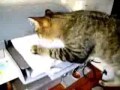el gato y la impresora   
