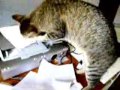 el gato y la impresora   