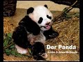 Panda Tiere SelMcKenzie Selzer-McKenzie
