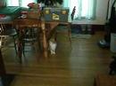 Fuzzy Plays Fetch Fuzzy Plays Fetch