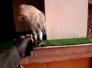 Il primo salto di Chico (la falconeria it)