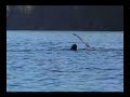 Humpback and Killer Whales - Alert Bay
