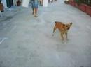 cane pazzo